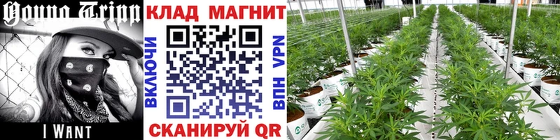 Где купить наркотики Тула Кодеин  АМФЕТАМИН  ГАШ  A PVP  Меф мяу мяу  КОКАИН  Каннабис 