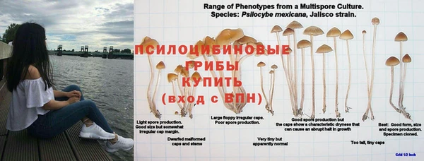 гидра Михайловск
